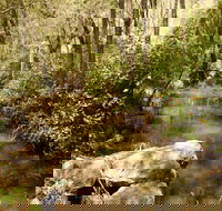 Sandy Creek Track - Sydney 4u