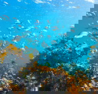 Snorkelling McKenzies Beach - Sydney Resort