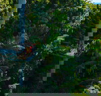 Tamborine Rainforest Skywalk - Accommodation Sydney
