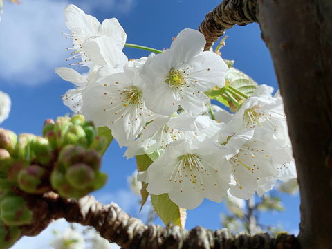 Tasmania Birchs Bay Cherries - Accommodation Sydney 0