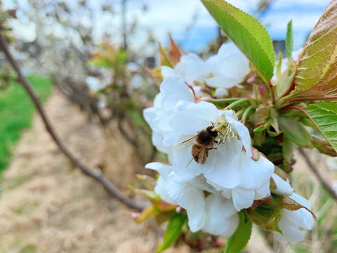 Tasmania Birchs Bay Cherries - Accommodation Sydney 1