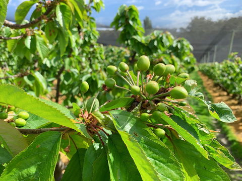 Tasmania Birchs Bay Cherries - Accommodation Sydney 2
