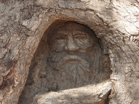 The Face Tree Near Burke And Wills Dig Tree - Accommodation Sydney 0