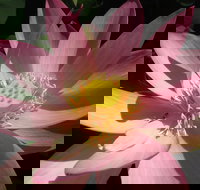 Wallis Creek Water Garden - Accommodation Sydney