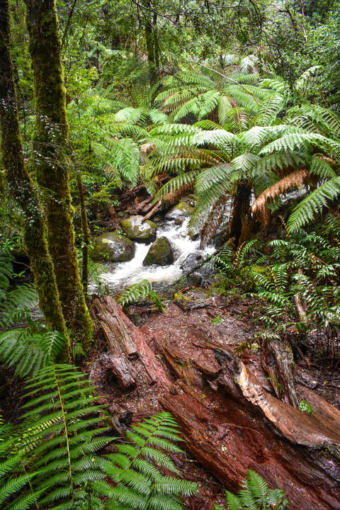 Yarra Ranges National Park - Sydney 4u 2