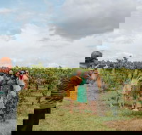 Sample the Hunter Half Day Tour with Lunch - Accommodation Sydney