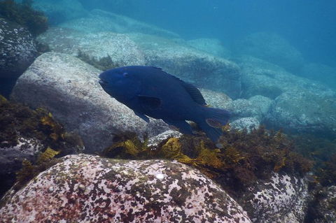 Small-Group Underwater Scooter Experience In Clovelly - Accommodation Sydney 4