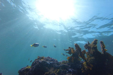 Small-Group Underwater Scooter Experience In Clovelly - Accommodation Sydney 1