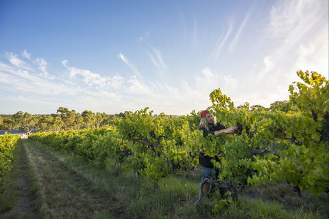 Mclaren Vale - Accommodation Sydney 0