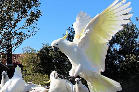 Half Day Manly Beach And More - Accommodation Sydney 1