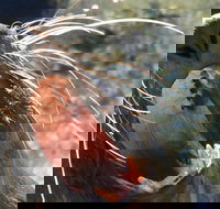 Narooma and Tilba Valley Private Tour - Sydney Resort