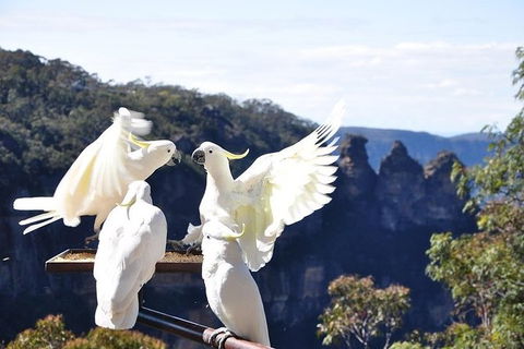 All-Inclusive Blue Mountains Tour In A Luxury Mercedes Sprinter - Accommodation Sydney 1