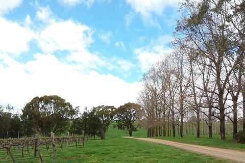 All-inclusive Morning Wine Tour In Orange - Accommodation Sydney 8