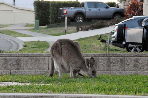 Urban Kangaroos And Pelican Feeding - Sydney 4u 3