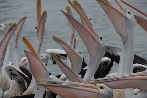 Urban Kangaroos And Pelican Feeding - Sydney 4u 5