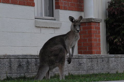 Urban Kangaroos And Pelican Feeding - Sydney 4u 0