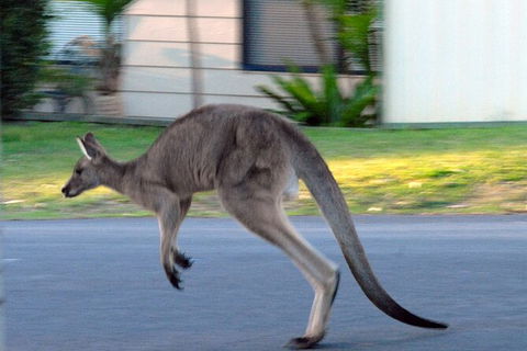 Urban Kangaroos And Pelican Feeding - Sydney 4u 1
