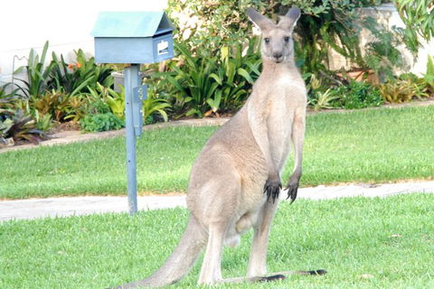Urban Kangaroos And Pelican Feeding - Sydney 4u 4
