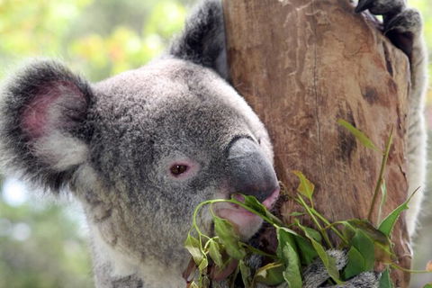 Private 10-hour Tour To Blue Mountains From Sydney - Hotel Pick Up & Drop Off - Accommodation Sydney 2