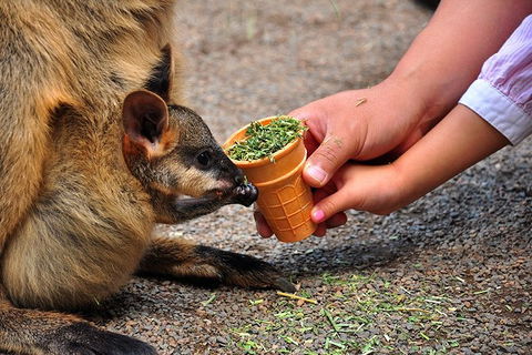 Blue Mountains Highlights & Wildlife Park - Accommodation Sydney 3