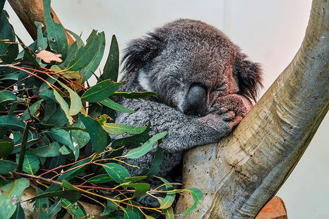 Blue Mountains Highlights, Wildlife Park And Scenic World Full Day Private Tour - Accommodation Sydney 1