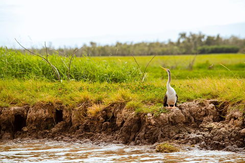 Darwin City Sights And Jumping Crocodile Cruise - Accommodation Sydney 5