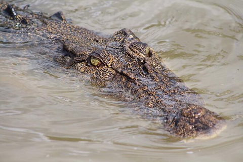 Adelaide River Queen Cruise Shuttle Bus - Accommodation Sydney 4