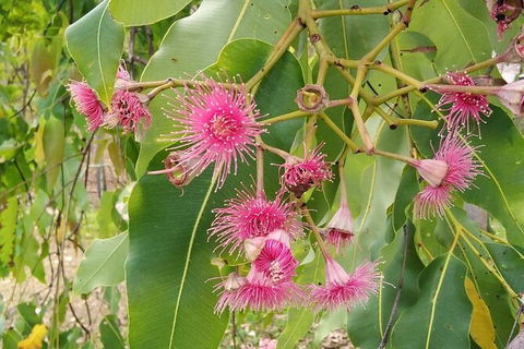 Full-Day Private Guided Tour To Litchfield National Park - Sydney 4u 5