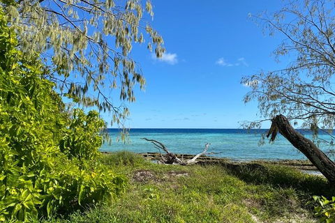 Lady Musgrave Day Trip From Bundaberg Including Snorkeling, Glass Bottom Tour And Guided Island Walk - Sydney 4u 6