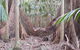 Small Group Gold Coast Mountain Tour: Springbrook National Park And Mt Tamborine - thumb 4
