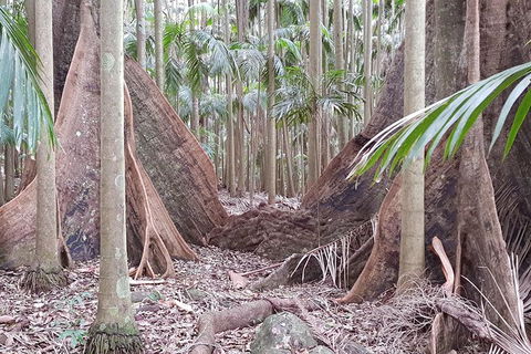 Small Group Gold Coast Mountain Tour: Springbrook National Park And Mt Tamborine - Accommodation Sydney 4