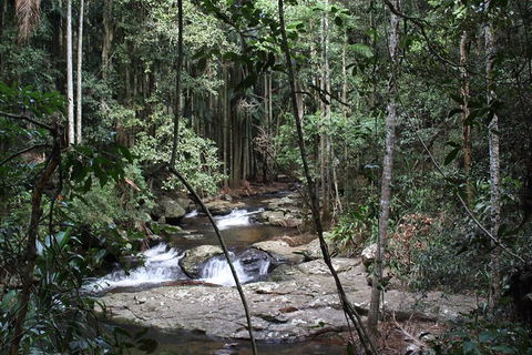 Small Group Gold Coast Mountain Tour: Springbrook National Park And Mt Tamborine - Accommodation Sydney 8