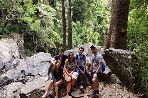 Small Group Gold Coast Mountain Tour: Springbrook National Park And Mt Tamborine - Accommodation Sydney 3