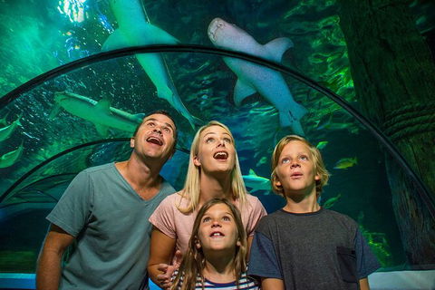 SEA LIFE Sunshine Coast Aquarium Entrance Ticket - Accommodation Sydney 3