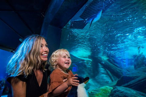 SEA LIFE Sunshine Coast Aquarium Entrance Ticket - Accommodation Sydney 4