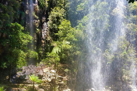 Small Group Tour (Max 6) Gold Coast Super 7 Waterfalls Tour: Springbrook - Accommodation Sydney 5