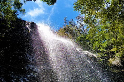 Small Group Tour (Max 6) Gold Coast Super 7 Waterfalls Tour: Springbrook - Accommodation Sydney 3