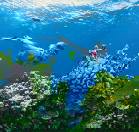 Full Day Snorkel In The Great Barrier Reef - Accommodation Sydney