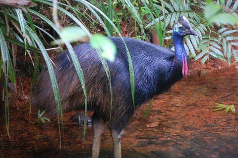 Daintree Discovery Centre Family Pass Ticket - Sydney 4u 7