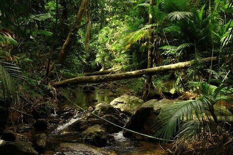 Daintree Discovery Centre Family Pass Ticket - Sydney 4u 5