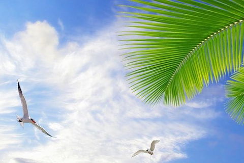 Airport Transfer - Mission Beach To Cairns Airport - Accommodation Sydney 4