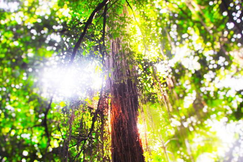Airport Transfer - Mission Beach To Cairns Airport - Accommodation Sydney 1