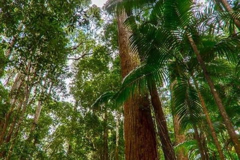 3-Day Fraser Island Hiking And 4WD Adventure From Hervey Bay - Sydney 4u 1