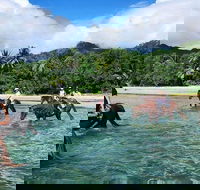 Afternoon Beach Horse Ride in Cape Tribulation - Sydney 4u