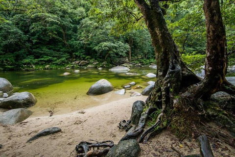 Port Douglas Daintree National Park Boutique Full-Day Tour - Sydney 4u 5