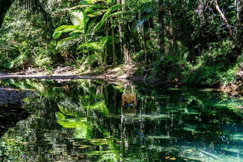 Port Douglas Daintree National Park Boutique Full-Day Tour - Sydney 4u 4