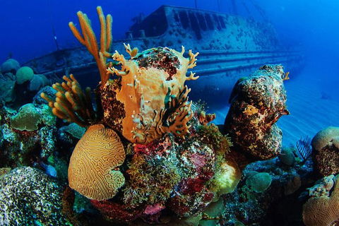 PADI Diving Courses On The Gold Coast - Sydney 4u 3