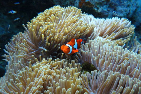 PADI Diving Courses On The Gold Coast - Sydney 4u 4