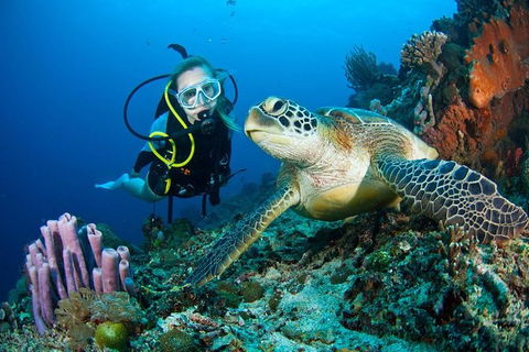 PADI Diving Courses On The Gold Coast - Sydney 4u 1