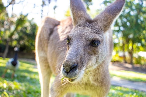 Virtual Interactive Australian Wildlife Tour With Private Guide-Wildlife Habitat - Sydney 4u 6